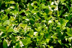 DSCF3987